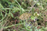 Chiasmia clathrata