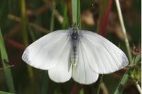 Pieris napi