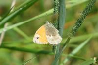 Coenonympha pamphilus