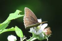 Maniola jurtina