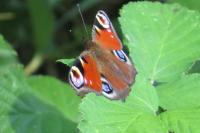 Aglais io