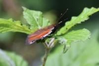 Aglais io