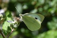 Pieris brassicae