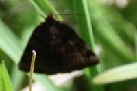 Euclidia glyphica