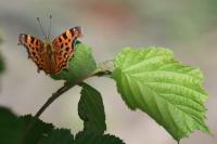Polygonia c-album
