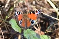 Aglais io