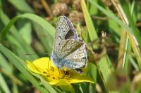 Polyommatus icarus