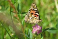 Vanessa cardui