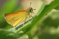 Thymelicus