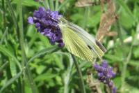 Pieris rapae