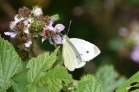 Pieris rapae