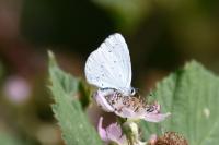 Celastrina argiolus