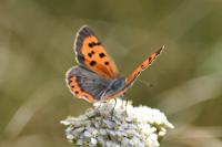 Lycaena phlaeas