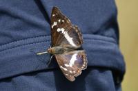 Apatura iris