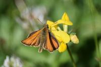Thymelicus sylvestris