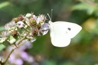 Pieris brassicae