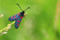 Zygaena trifolii