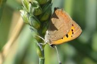 Lycaena phlaeas