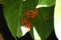 Polygonia c-album