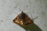 Euclidia glyphica