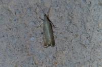 Chrysoteuchia culmella