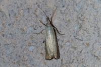 Chrysoteuchia culmella
