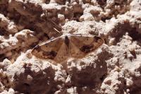 Idaea trigeminata