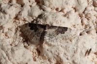 Idaea rusticata