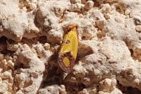 Agapeta zoegana