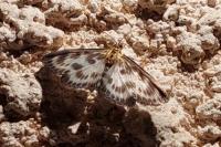 Anania hortulata