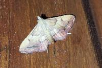 Endotricha flammealis