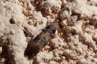 Euzophera pinguis
