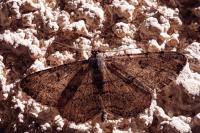 Peribatodes rhomboidaria