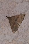 Hypena proboscidalis