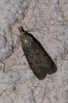 Aphomia sociella
