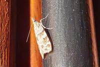 Scoparia
