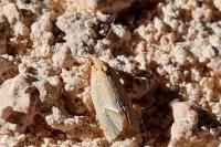 Agapeta hamana