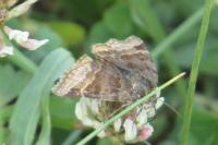 Euclidia glyphica