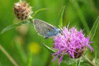 Polyommatus icarus