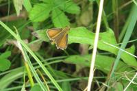 Thymelicus sylvestris