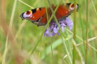 Aglais io