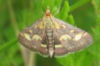 Pyrausta purpuralis