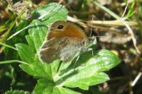 Coenonympha pamphilus