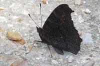 Aglais io