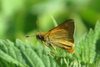 Ochlodes sylvanus