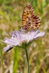 Boloria dia
