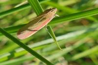 Oncocera semirubella