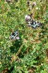 Melanargia galathea
