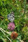 Melanargia galathea