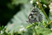 Melanargia galathea